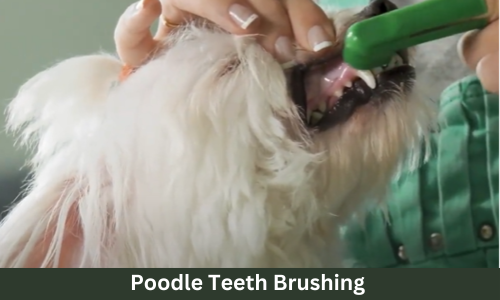 Poodle dental care 