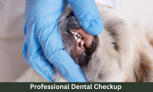 Professional Poodle dental care checkup