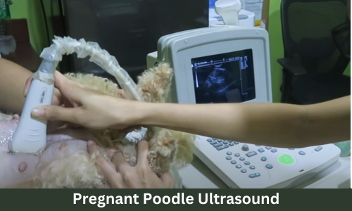 Poodle Pregnancy Week-by-Week Guide