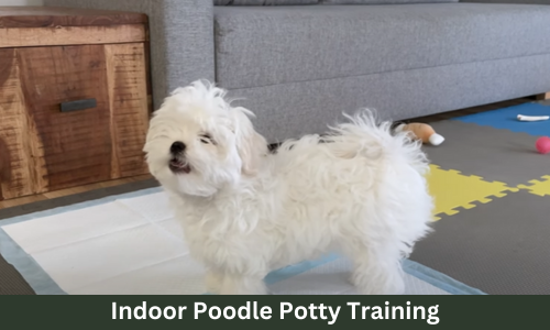 Potty Train your Poodle At Home