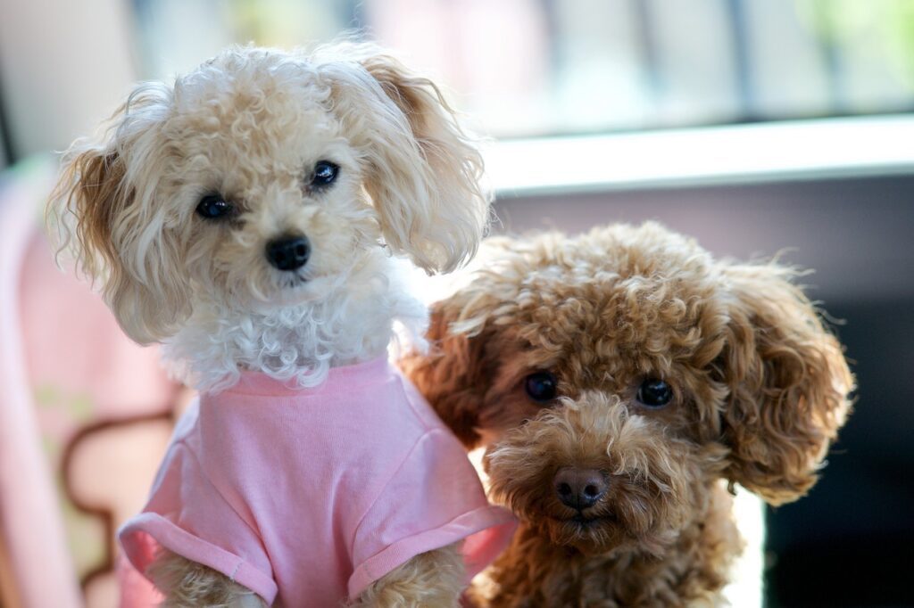 Stylish outfits for your poodle