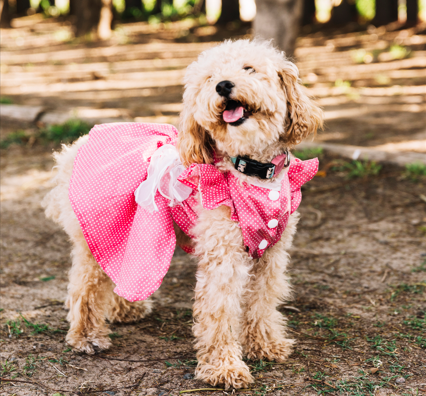 Stylish outfits for poodles