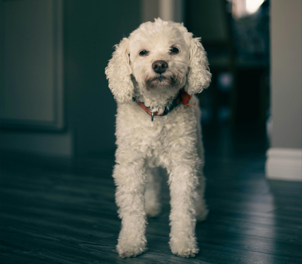 Poodle Puppy care 