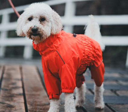 best Raincoat for your poodle