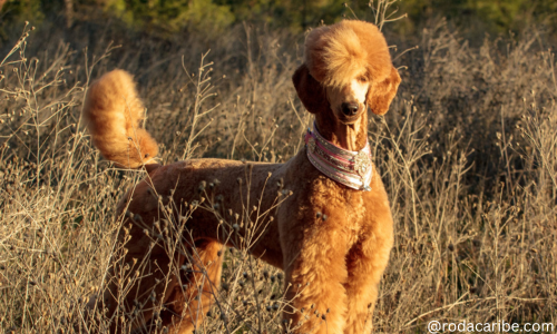 apricot poodles