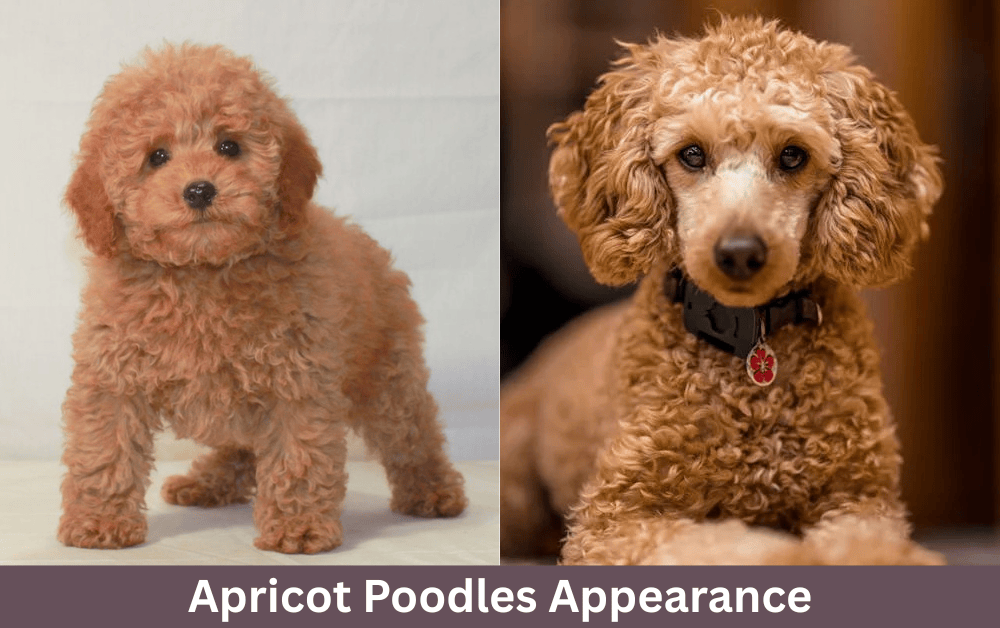 two apricot poodles are sitting