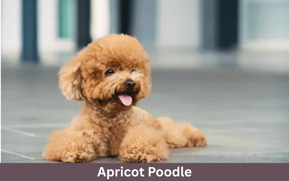 toy apricot poodle is sitting