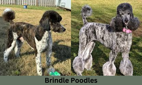 brindle poodles