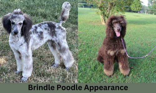 brindle poodles