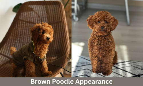 brown poodle appearance