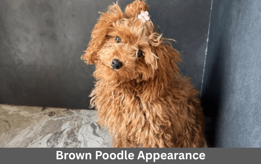 brown poodle is sitting