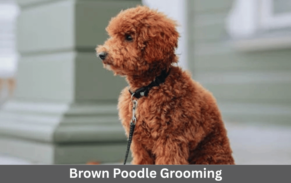 brown poodle is sitting