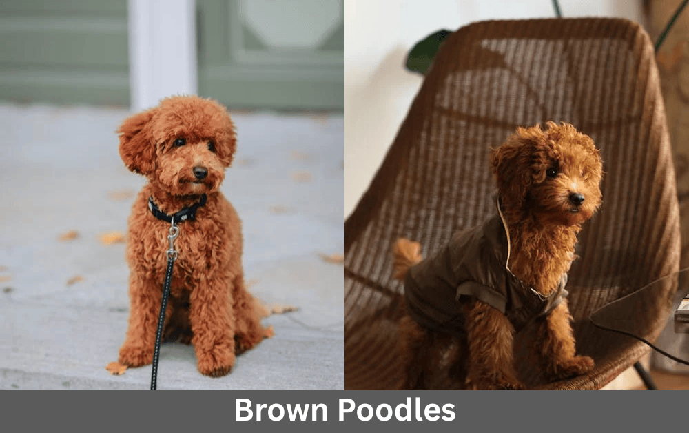 two brown pooslea are sitting