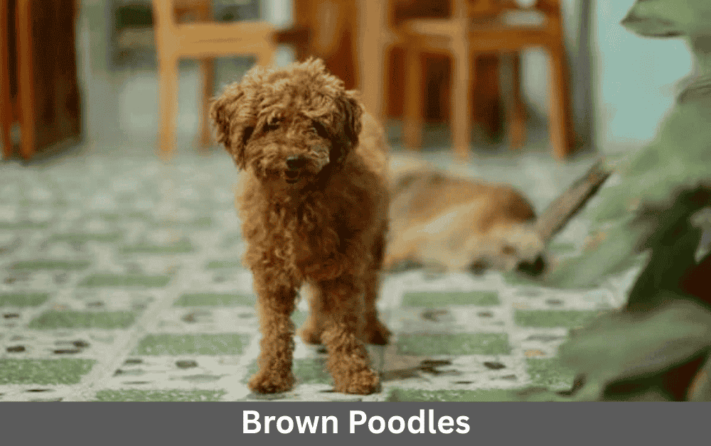 brown poodle is standing