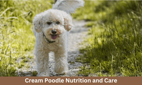 cream poodle