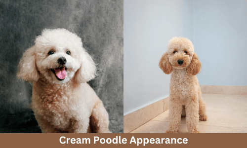 cream poodle