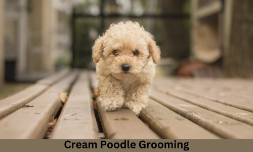 cream poodle