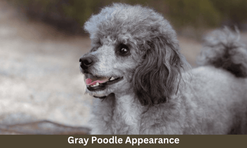 gray poodle appearance