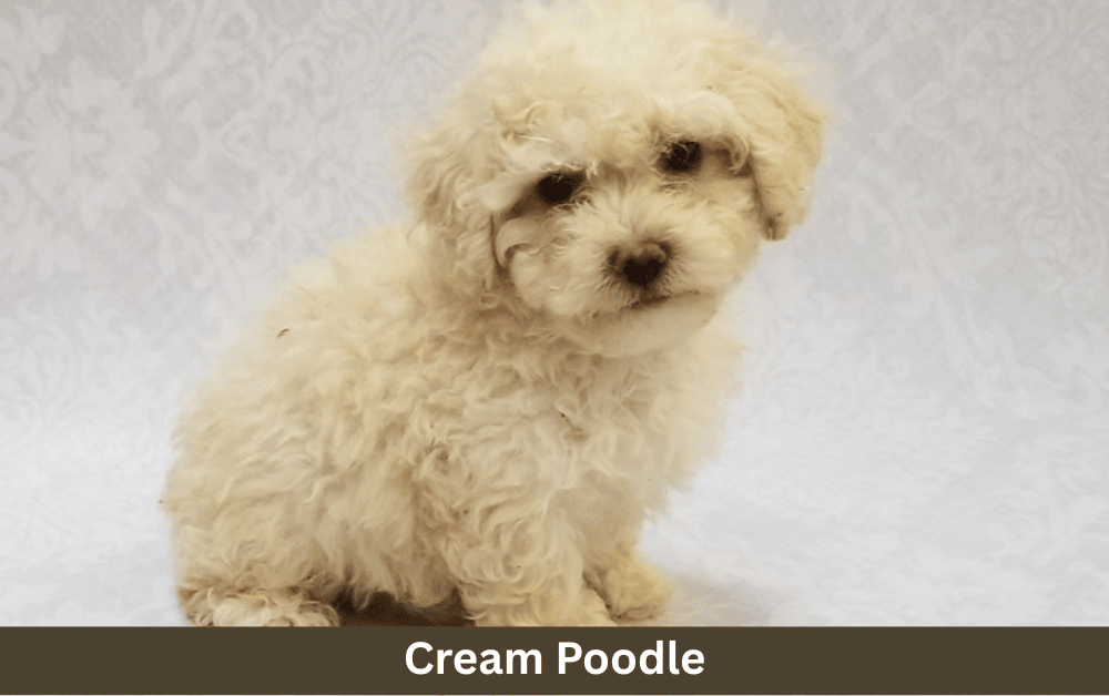 cream poodle is sitting