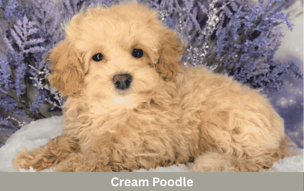 cream poodle is sitting