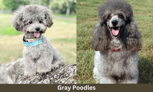 gray poodles