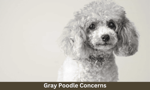 gray poodle health concerns