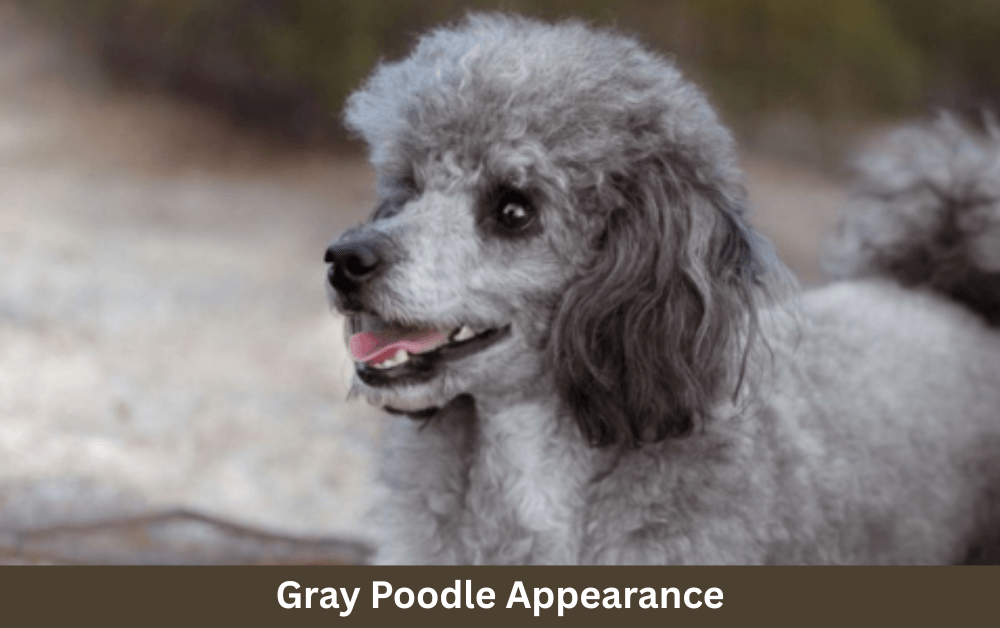 gray poodle is sitting