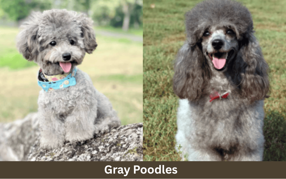 two gray poodles are sitting