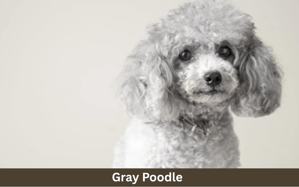 gray poodle is sitting