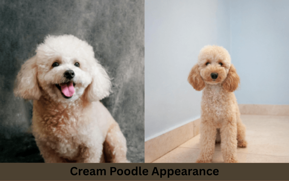 two cream poodles are sitting