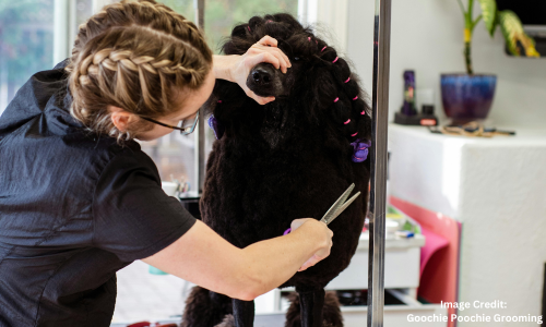 Black poodle grooming