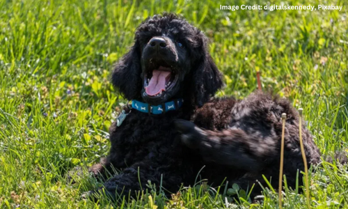 black poodle