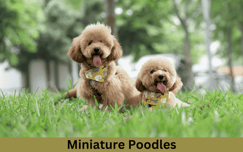 Miniature Poodle Health