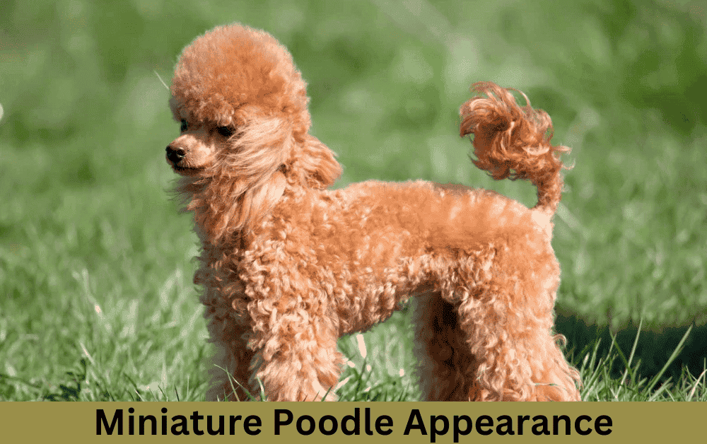 Miniature Poodle Appearance
