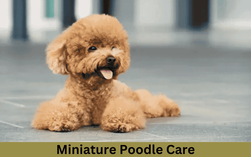 Miniature Poodle care