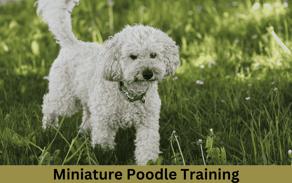 Miniature Poodle training