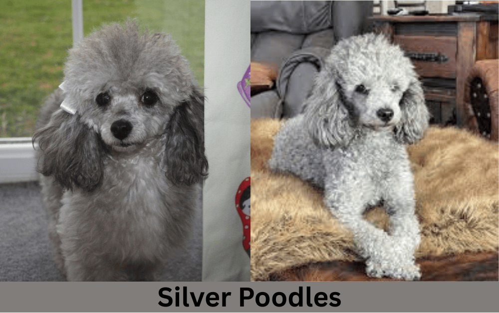 two silver poodles are sitting