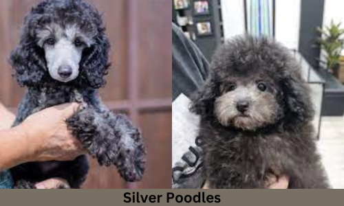 silver poodles