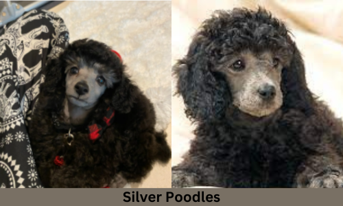 silver poodle