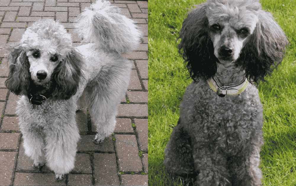 two silver poodles are standing