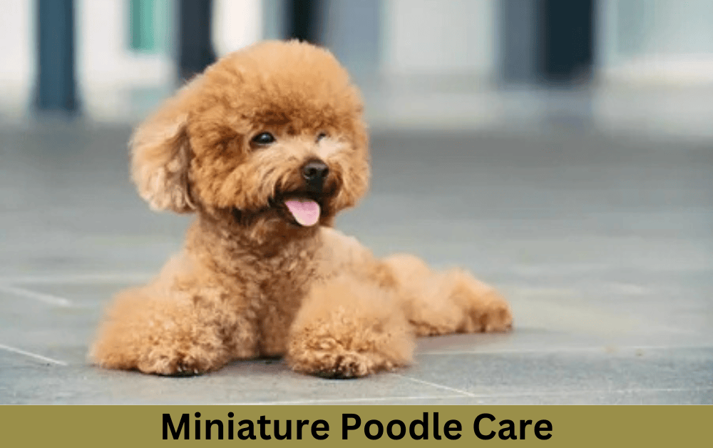 miniature poodle care