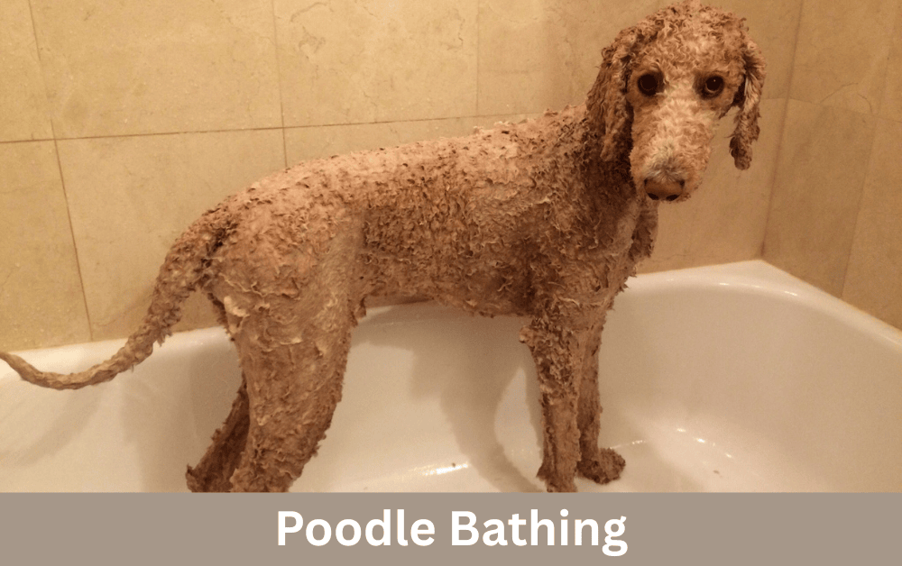 poodle bathing in a tub at home