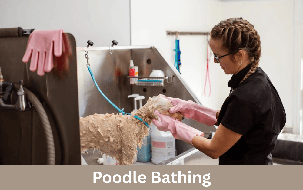 poodle is being washed