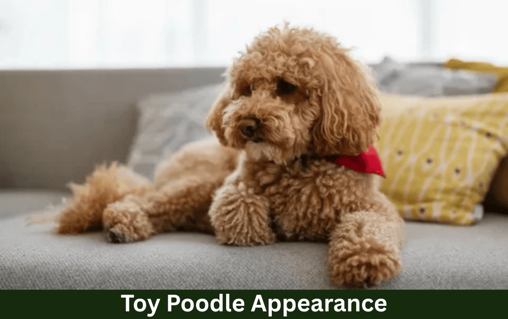 toy poodle appearance