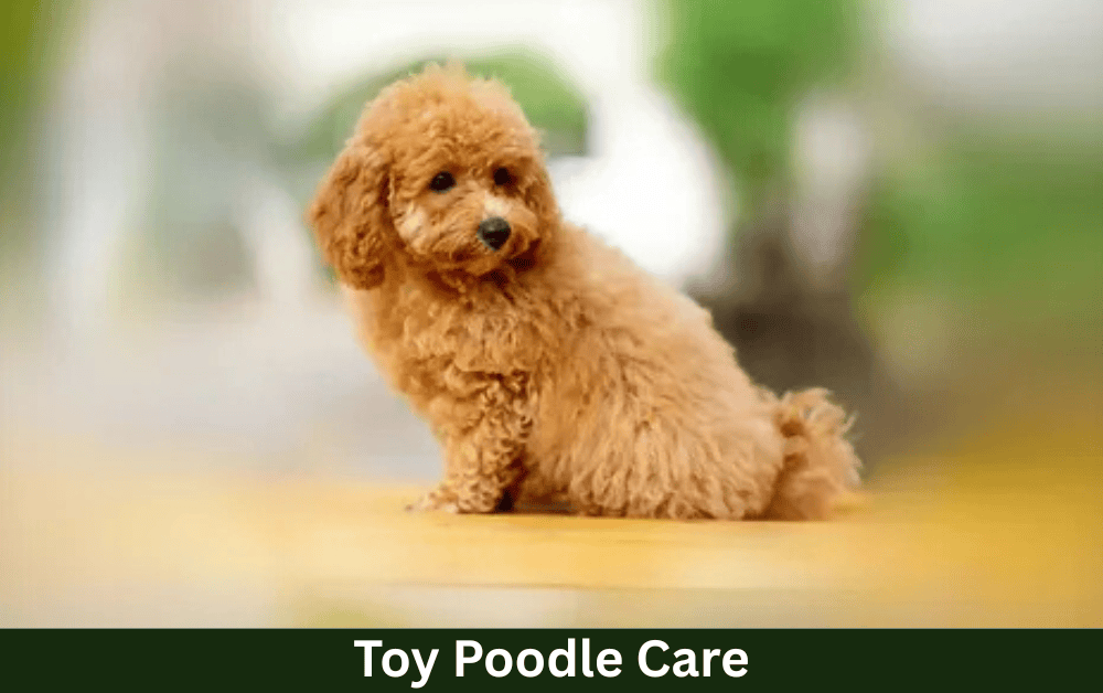 toy Poodle care