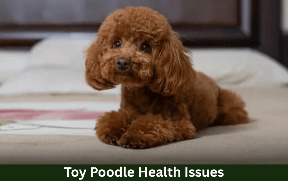 toy poodle health issues