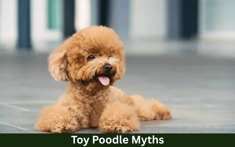 toy poodle myths