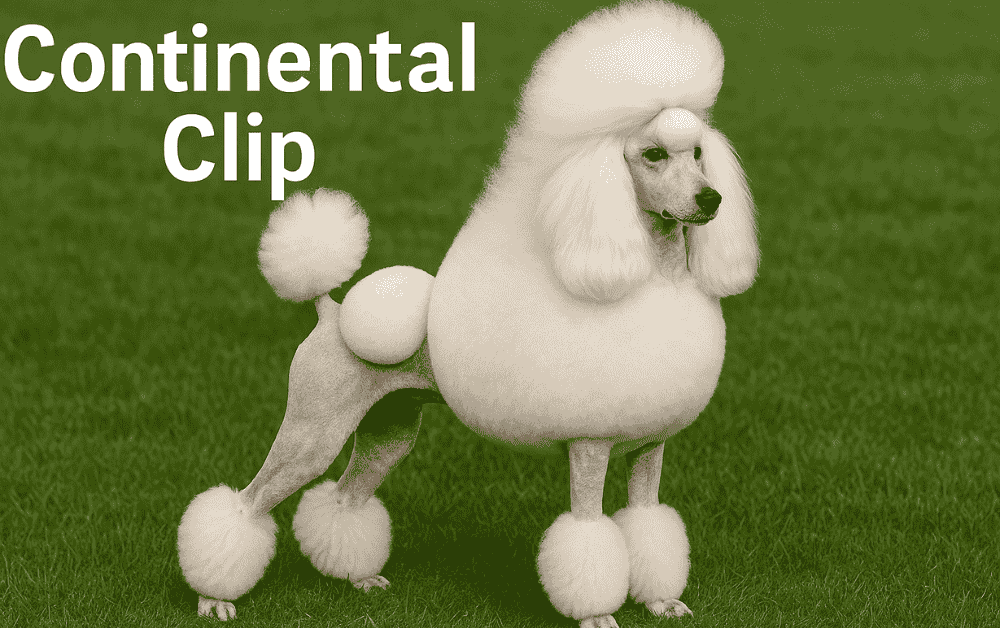 Poodle having continental clip is standing