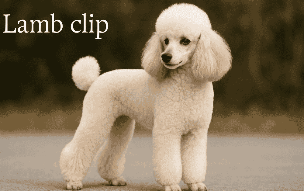 poodle with lamb clip is standing