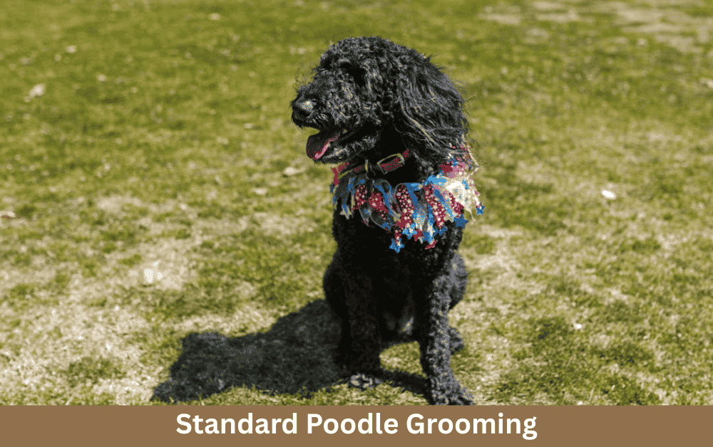 standard poodle is sitting on grass